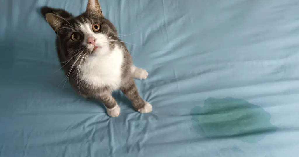 Cat Peeing on the Bed