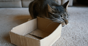 Cats Chew Cardboard