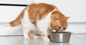 How to Make Bone Broth for Cats