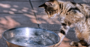 Cat to Stop Splashing Water Bowl