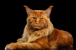 How Much Are Maine Coon Cats