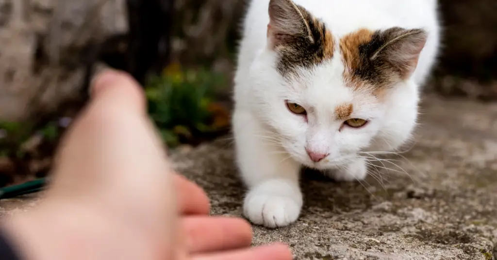 Cats Apologize to Humans