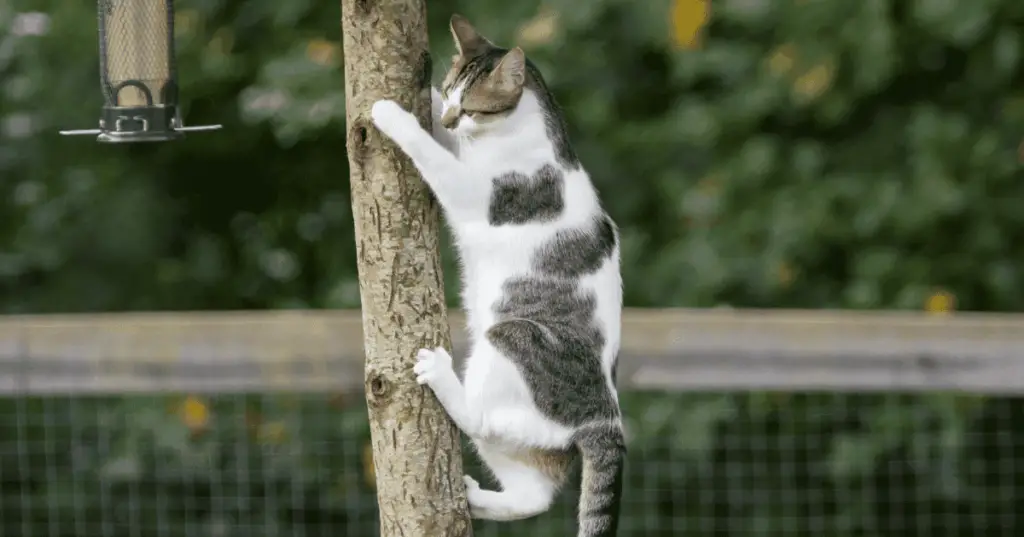 Stop Your Cat From Climbing Trees