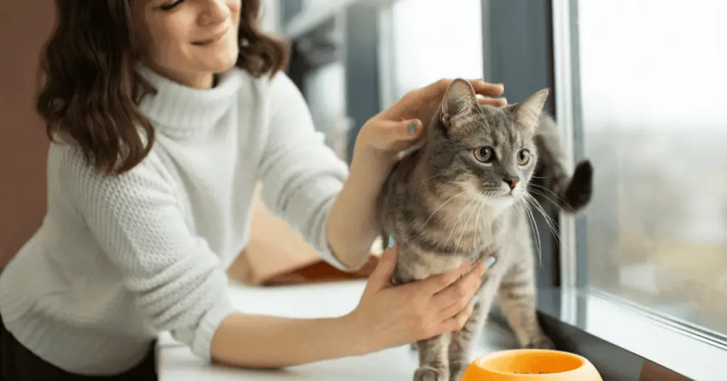 6 Best Wet Cat Food for Picky Eaters