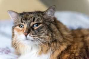 How Long Do FLV Cats Live?