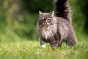 How Much Are Maine Coon Cats