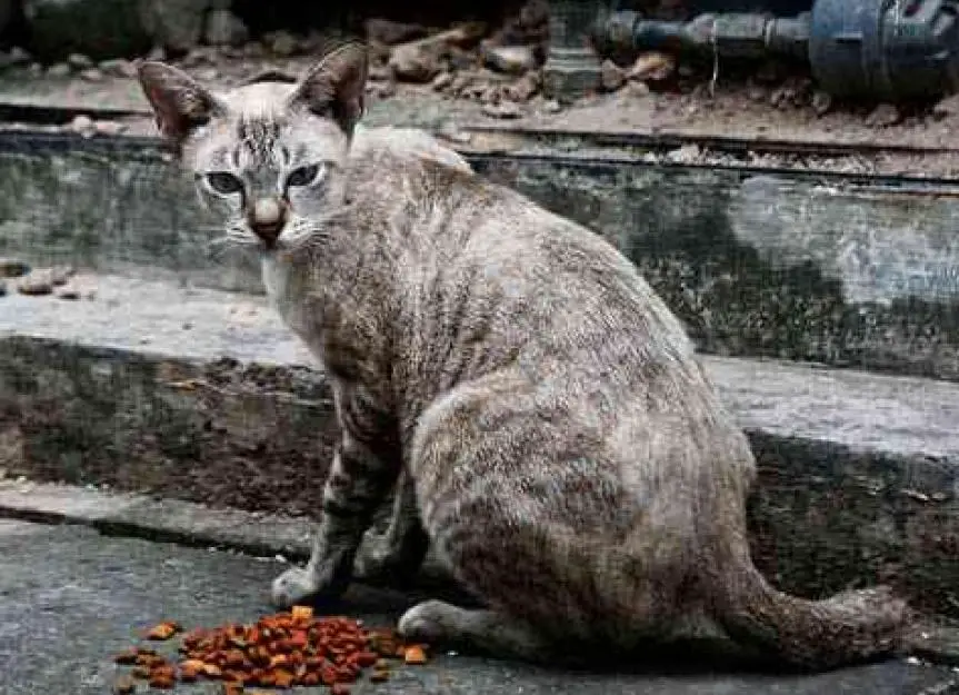How Long Do Feral Cats Live Indoors?
