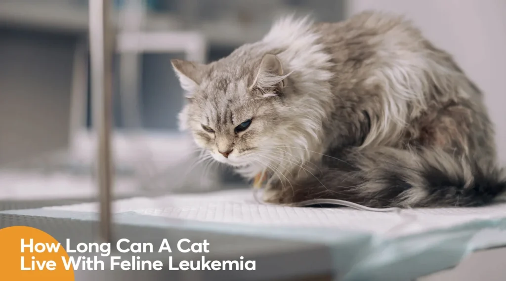 How Long Do FLV Cats Live?