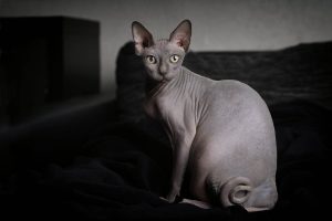 How Long Do Sphynx Cats Live?