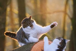 Reasons why Cats Groom and Then Clash?