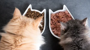Choosing the Right Fat Cats Food: Factors to Consider