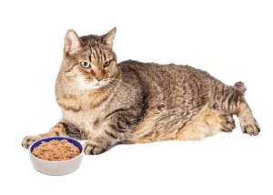 Fat Cats Food