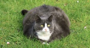 Understanding Feline Obesity