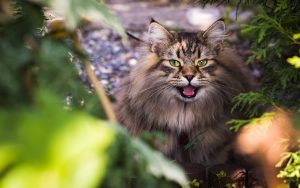 The Impact of Inbreeding on Siberian Cat Longevity