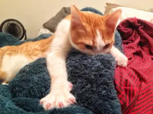 Understanding Why Cats Suck on Blankets and How It Helps Them Feel Good