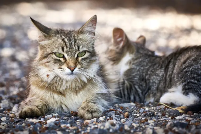 The Curious Case of Mowie Cat Exploring the Charismatic Charm of a