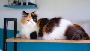 How Long Do Calico Cats Live?