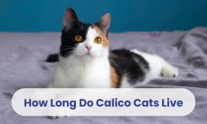 How Long Do Calico Cats Live?