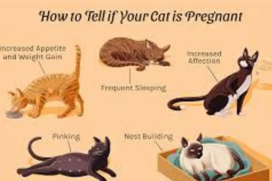 Signs and symptoms to identify if your cat is pregnan