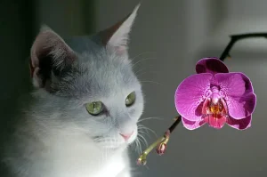 orchid and cat icon, symbolizing the safe coexistence of orchids and cats, emphasizing that orchids are non-toxic to felines