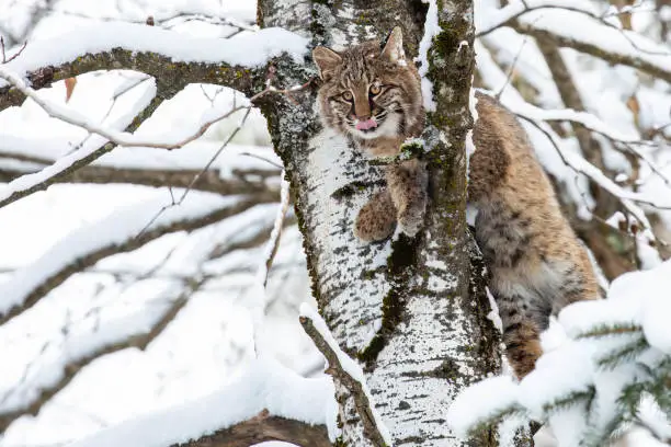 A big cat, symbolizing the Wisconsin Big Cat Rescue's history and founding story.