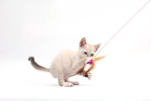 Clicker training helps cats associate the sound with positive reinforcement, improving behavior and reducing anxiety.