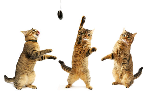 Clicker training helps cats associate the sound with positive reinforcement, improving behavior and reducing anxiety