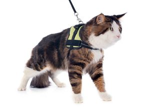 An informative guide on choosing the best cat harness for your feline friend, exploring different harness types and their benefits for safe outdoor adventures.