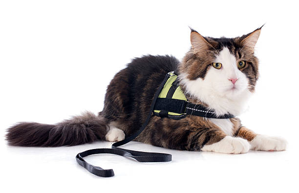 An informative guide on choosing the best cat harness for your feline friend, exploring different harness types and their benefits for safe outdoor adventures.