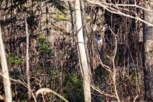 A big cat, symbolizing the Wisconsin Big Cat Rescue's history and founding story.