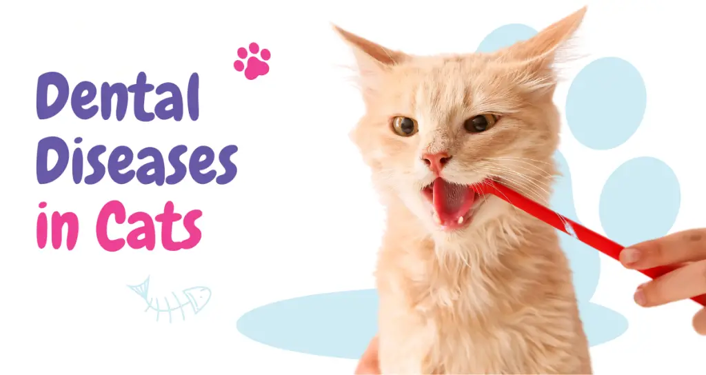 A detailed guide on common dental diseases in cats, highlighting symptoms, causes, and prevention tips to improve feline oral health.