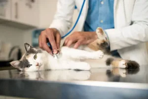 Comprehensive guide on feline veterinary care, covering preventive measures, weight management, common health conditions, and online veterinary product integration